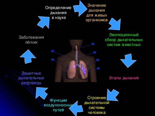 Защитные дыхательные рефлексы