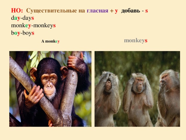 Monkey во множественном числе? - ответ на Uchi.ru