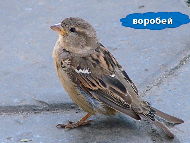 воробей 