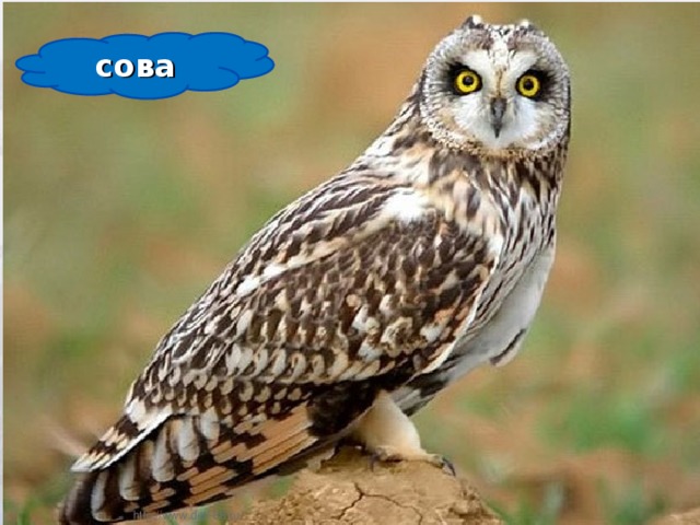 сова 24.12.16  http://www.deti-66.ru/ 