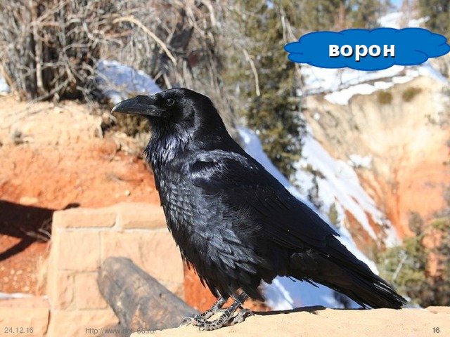 ворон 24.12.16  http://www.deti-66.ru/ 
