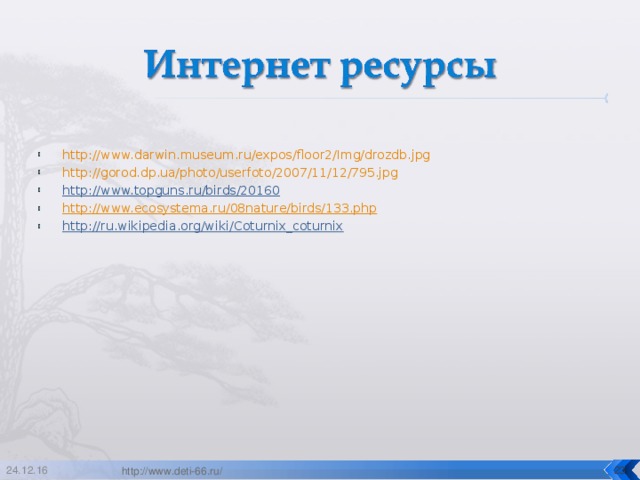 http://www.darwin.museum.ru/expos/floor2/Img/drozdb.jpg http://gorod.dp.ua/photo/userfoto/2007/11/12/795.jpg http://www.topguns.ru/birds/20160 http://www.ecosystema.ru/08nature/birds/133.php http://ru.wikipedia.org/wiki/Coturnix_coturnix   24.12.16  http://www.deti-66.ru/ 