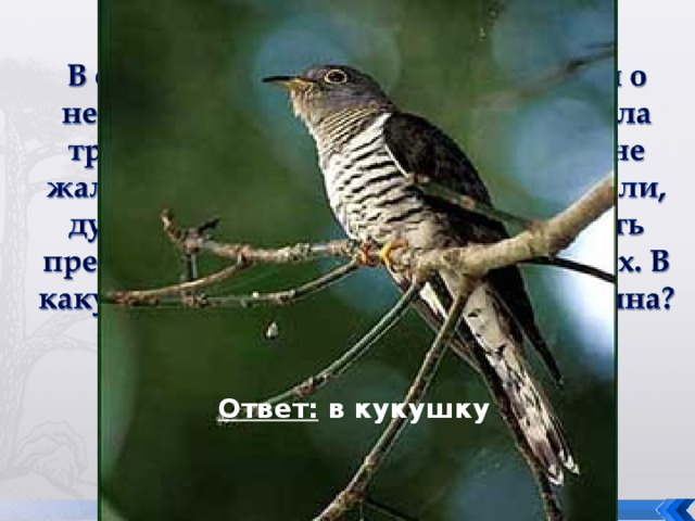  Ответ: в кукушку 