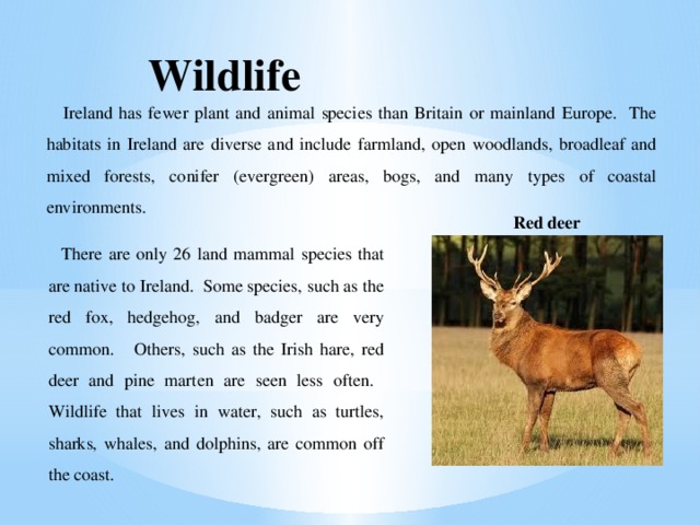 Wildlife   Ireland has fewer plant and animal species than Britain or mainland Europe. The habitats in Ireland are diverse and include farmland, open woodlands, broadleaf and mixed forests, conifer (evergreen) areas, bogs, and many types of coastal environments. Red deer There are only 26 land mammal species that are native to Ireland. Some species, such as the red fox, hedgehog, and badger are very common. Others, such as the Irish hare, red deer and pine marten are seen less often. Wildlife that lives in water, such as turtles, sharks, whales, and dolphins, are common off the coast. 