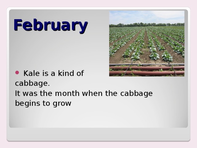 February  Kale is a kind of cabbage. It was the month when the cabbage begins to grow 