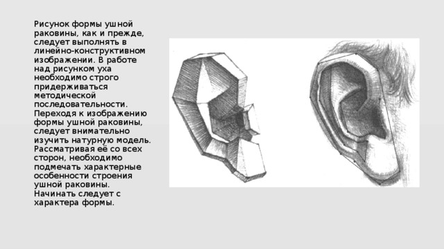 Ухо анатомический рисунок