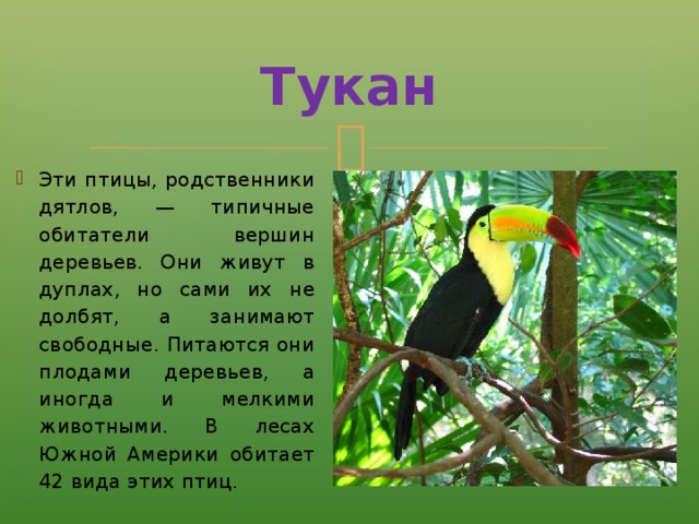 Стих про тукана. Рассказ про тукана. Факты о туканах. Тукан доклад. Интересные факты о птице Тукан.