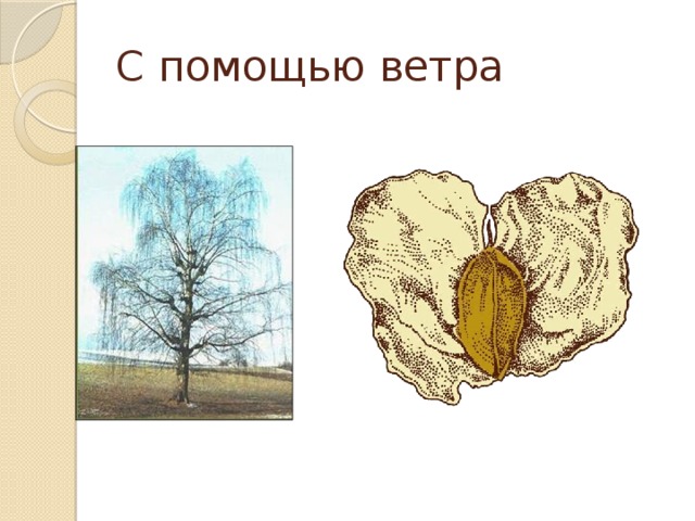 С помощью ветра 