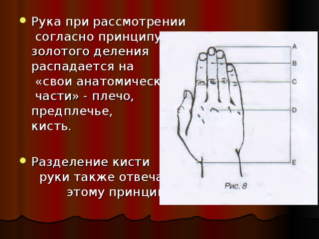 Рука при рассмотрении согласно принципу золотого деления распадается на «свои анатомические части» - плечо, предплечье, кисть. Разделение кисти руки также отвечает этому принципу. 