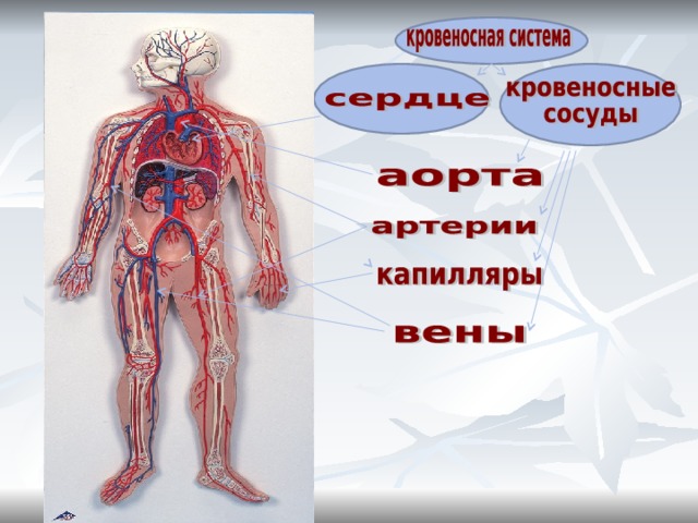 Кровеносная система человека доставляет лекарственные впр