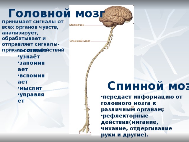 Головной и спинной мозг имеет. Головной и спинной мозг. Спинйо мозг и головной мозг. Головной и спинной МОЗ. Структура головного и спинного мозга.