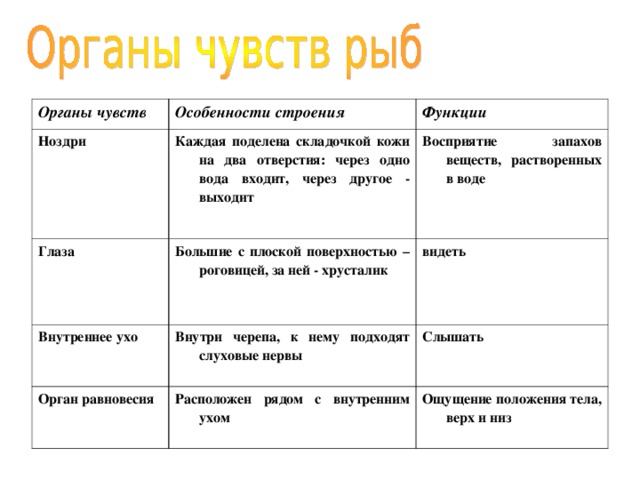 Органы чувств 7 класс. Особенности строения органов чувств. Строение органов чувств таблица. Органы чувств строение и функции. Органы рыбы и их функции.