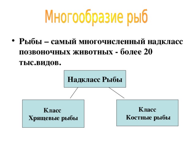 Рыбы – самый многочисленный надкласс позвоночных животных - более 20 тыс.видов.  Надкласс Рыбы Класс Хрящевые рыбы Класс  Костные рыбы 