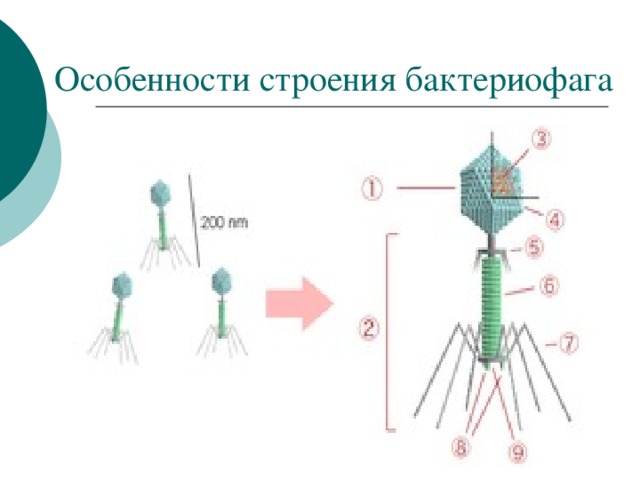 Особенности строения бактериофага 