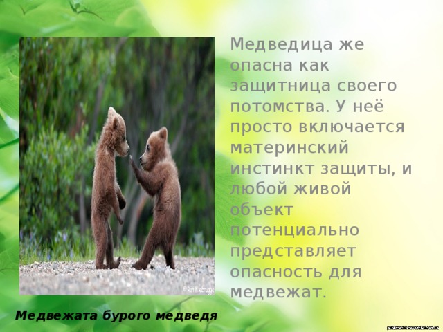 Враги белого медведя в природе. Как защищается медведь от врагов. Как защищается белый медведь. Защищается от врагоабелый медведь. Бурый медведь характеристика.