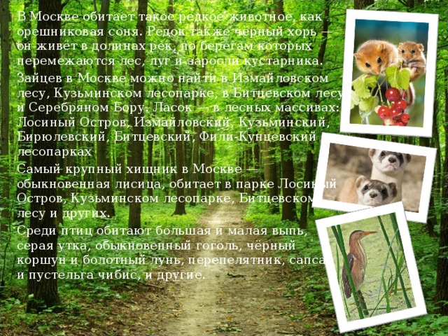   В Москве обитает такое редкое животное, как орешниковая соня. Редок также чёрный хорь — он живёт в долинах рек, по берегам которых перемежаются лес, луг и заросли кустарника.   Зайцев в Москве можно найти в Измайловском лесу, Кузьминском лесопарке, в Битцевском лесу и Серебряном Бору. Ласок — в лесных массивах: Лосиный Остров, Измайловский, Кузьминский, Бирюлевский, Битцевский, Фили-Кунцевский лесопарках   Самый крупный хищник в Москве — обыкновенная лисица, обитает в парке Лосиный Остров, Кузьминском лесопарке, Битцевском лесу и других.   Среди птиц обитают большая и малая выпь, серая утка, обыкновенный гоголь, чёрный коршун и болотный лунь, перепелятник, сапсан и пустельга чибис, и другие. 