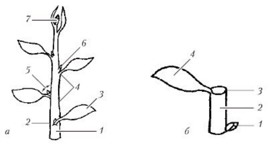 Схема строения побега рисунок