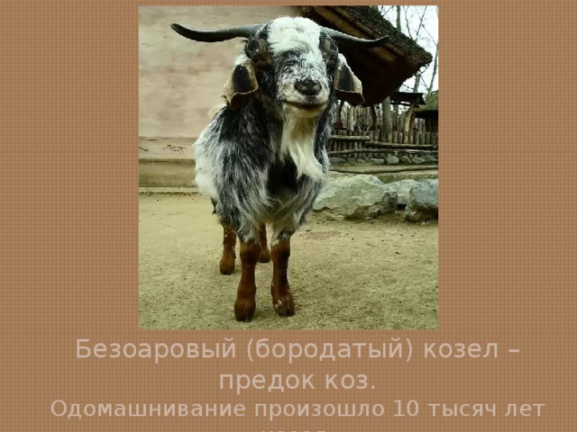 Презентация по биологии на тему одомашнивание животных 7 класс