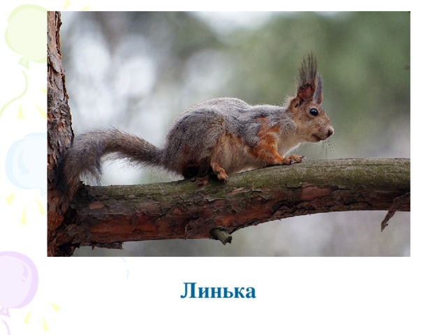 Линька. Линька белки. Весенняя линька животных. Белка линяет весной. Звери линяют весной.