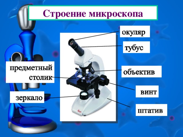 Строение микроскопа 