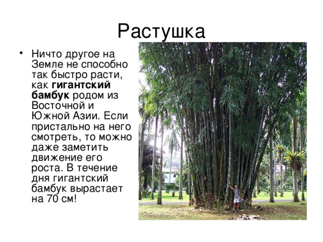 На сколько растет бамбук за сутки. Как быстро растет бамбук. Скорость роста бамбука. Насколько быстро растет бамбук. Рост бамбука за сутки.