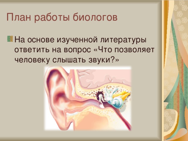 Презентация к уроку ИЗО "Конструкция головы человека и ее пропорции" ФГОС