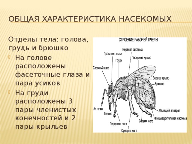 Насекомые характеризуют признаки. Равнокрылые строение крыльев. Основные черты класса насекомые. Отряд Равнокрылые строение крыльев. Общая характеристика насекомых 8 класс.