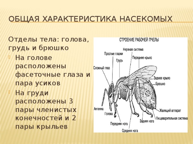 Сколько строение. Общая характеристика насекомых. Отделы тела насекомых. Строение груди насекомых. Отделы тела голова грудь и брюшко.