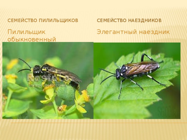 Семейство Пилильщиков Семейство Наездников Пилильщик обыкновенный Элегантный наездник 
