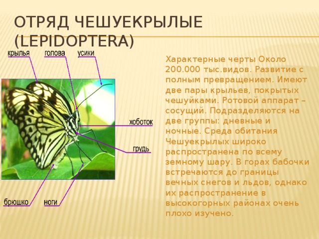 Отряд Чешуекрылые (Lepidoptera) Характерные черты Около 200.000 тыс.видов. Развитие с полным превращением. Имеют две пары крыльев, покрытых чешуйками. Ротовой аппарат – сосущий. Подразделяются на две группы: дневные и ночные. Среда обитания Чешуекрылых широко распространена по всему земному шару. В горах бабочки встречаются до границы вечных снегов и льдов, однако их распространение в высокогорных районах очень плохо изучено. 