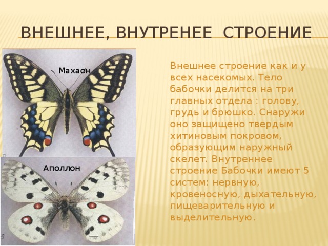 Внешнее, внутренее строение Внешнее строение как и у всех насекомых. Тело бабочки делится на три главных отдела : голову, грудь и брюшко. Снаружи оно защищено твердым хитиновым покровом, образующим наружный скелет. Внутреннее строение Бабочки имеют 5 систем: нервную, кровеносную, дыхательную, пищеварительную и выделительную. Махаон Аполлон 