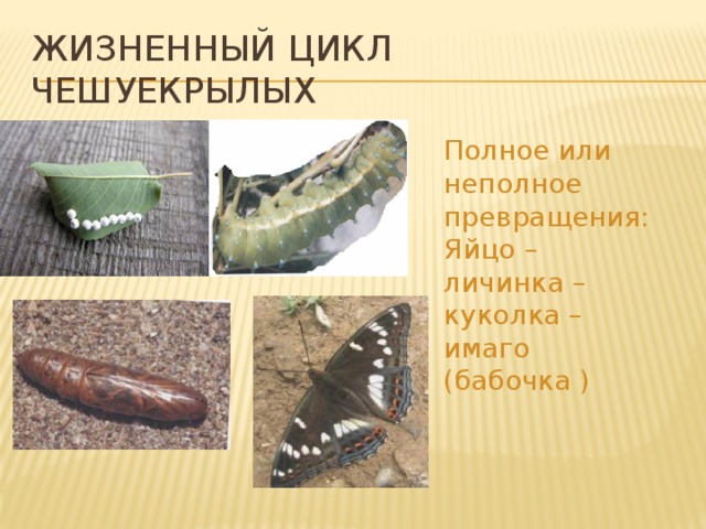 с неполным превращением развиваются. неполное превращение личинка. стадии развития насекомых с неполным превращением. схема развития насекомых с неполным превращением. развитие кузнечика с неполным превращением.