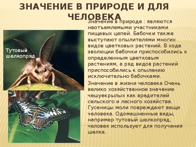Практическое значение тутового шелкопряда. Одомашненный тутовый шелкопряд. Тутовый шелкопряд кокон нить. Тутовый шелкопряд картинки. Тутовый шелкопряд чешуекрылые.