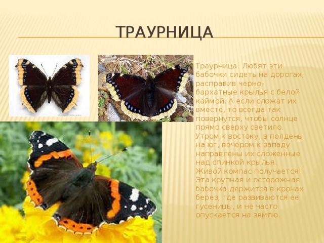 Траурница Траурница. Любят эти бабочки сидеть на дорогах, расправив черно-бархатные крылья с белой каймой. А если сложат их вместе, то всегда так повернутся, чтобы солнце прямо сверху светило. Утром к востоку, в полдень на юг, вечером к западу направлены их сложенные над спинкой крылья. Живой компас получается! Эта крупная и осторожная бабочка держится в кронах берез, где развиваются ее гусеницы, и не часто опускается на землю. 