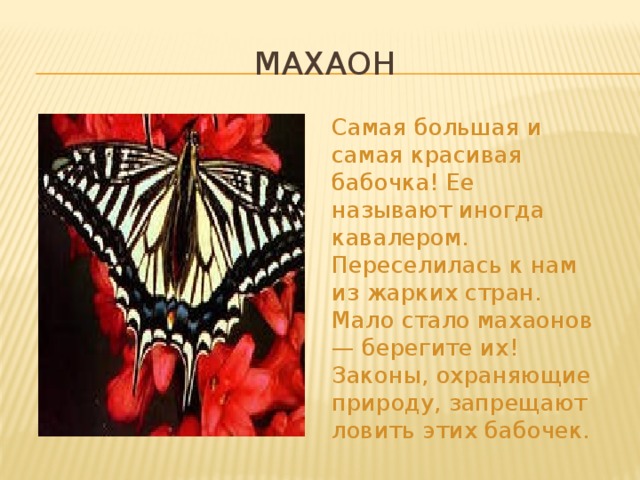 Махаон Самая большая и самая красивая бабочка! Ее называют иногда кавалером. Переселилась к нам из жарких стран. Мало стало махаонов — берегите их! Законы, охраняющие природу, запрещают ловить этих бабочек. 