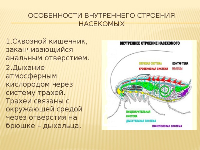 Внутреннее строение членистоногих. Таблица внутреннее строение насекомых 7 класс биология. Особенности внутреннего строения насекомых. Особенности внутреннего строения насекомых таблица. Таблица по биологии 7 класс внутреннее строение насекомых.