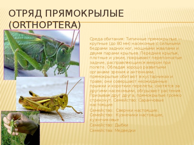 Отряд Прямокрылые (Orthoptera) Среда обитания: Типичные прямокрылые — крупные (до 80 мм) насекомые с сильными бедрами задних ног, мощными жвалами и двумя парами крыльев. Передние крылья, плотные и узкие, покрывают перепончатые задние, расправляющиеся веером при полете. Обладая хорошо развитыми органами зрения и антеннами, прямокрылые обитают в кустарниках и траве; они совершают неожиданные прыжки и короткие перелеты; охотятся за другими насекомыми, обгрызают растения. Призывая друг друга, прямокрылые громко стрекочут. Семейство: Саранчовые настоящие Семейство: Сверчки настоящие. Семейство: Кузнечики настоящие, кузнечиковые Семейство: Дыбки Семейства: Медведки 