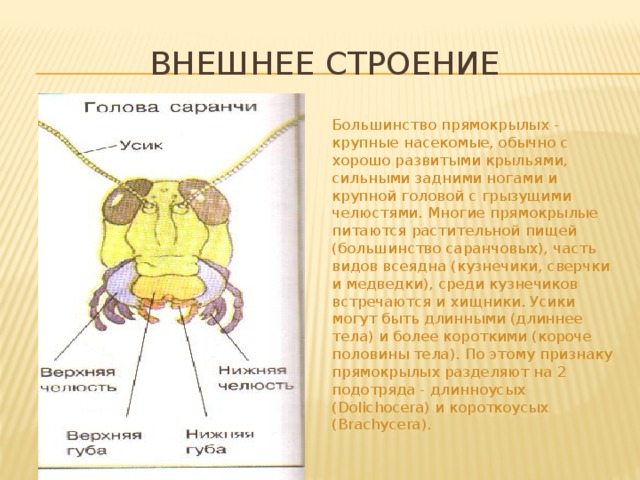 Внешнее строение Большинство прямокрылых - крупные насекомые, обычно с хорошо развитыми крыльями, сильными задними ногами и крупной головой с грызущими челюстями. Многие прямокрылые питаются растительной пищей (большинство саранчовых), часть видов всеядна (кузнечики, сверчки и медведки), среди кузнечиков встречаются и хищники. Усики могут быть длинными (длиннее тела) и более короткими (короче половины тела). По этому признаку прямокрылых разделяют на 2 подотряда - длинноусых (Dolichocera) и короткоусых (Brachycera). 