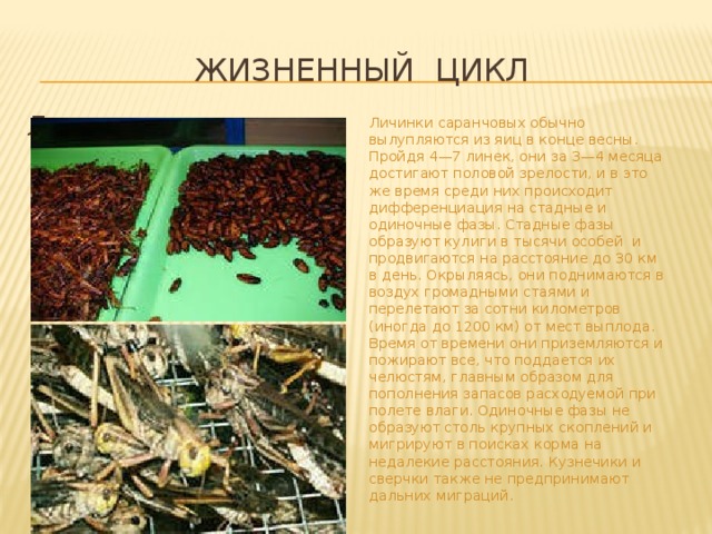 Жизненный цикл Личинки Личинки саранчовых обычно вылупляются из яиц в конце весны. Пройдя 4—7 линек, они за 3—4 месяца достигают половой зрелости, и в это же время среди них происходит дифференциация на стадные и одиночные фазы. Стадные фазы образуют кулиги в тысячи особей и продвигаются на расстояние до 30 км в день. Окрыляясь, они поднимаются в воздух громадными стаями и перелетают за сотни километров (иногда до 1200 км) от мест выплода. Время от времени они приземляются и пожирают все, что поддается их челюстям, главным образом для пополнения запасов расходуемой при полете влаги. Одиночные фазы не образуют столь крупных скоплений и мигрируют в поисках корма на недалекие расстояния. Кузнечики и сверчки также не предпринимают дальних миграций. 