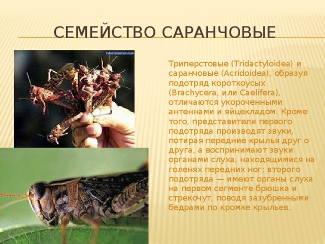 Семейство Саранчовые Триперстовые (Tridactyloidea) и саранчовые (Acridoidea), образуя подотряд короткоусых (Brachycera, или Caelifera), отличаются укороченными антеннами и яйцекладом. Кроме того, представители первого подотряда производят звуки, потирая передние крылья друг о друга, а воспринимают звуки органами слуха, находящимися на голенях передних ног; второго подотряда — имеют органы слуха на первом сегменте брюшка и стрекочут, поводя зазубренными бедрами по кромке крыльев. 