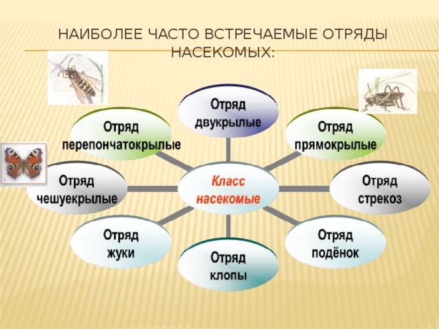 Систематика насекомых схема