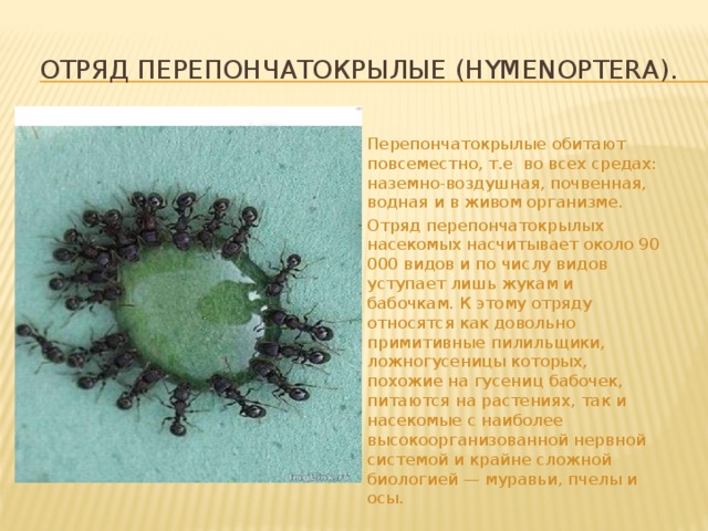 группа членистоногих 5. какой тип питания характерен для класса ракообразные. какие животные являются членистоногими. группа членистоногих 5. перепончатокрылые в водной среде обитания.