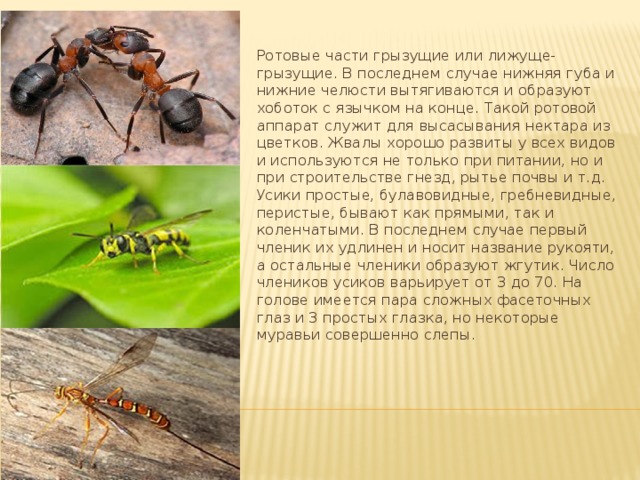 Ротовые части грызущие или лижуще-грызущие. В последнем случае нижняя губа и нижние челюсти вытягиваются и образуют хоботок с язычком на конце. Такой ротовой аппарат служит для высасывания нектара из цветков. Жвалы хорошо развиты у всех видов и используются не только при питании, но и при строительстве гнезд, рытье почвы и т.д. Усики простые, булавовидные, гребневидные, перистые, бывают как прямыми, так и коленчатыми. В последнем случае первый членик их удлинен и носит название рукояти, а остальные членики образуют жгутик. Число члеников усиков варьирует от 3 до 70. На голове имеется пара сложных фасеточных глаз и 3 простых глазка, но некоторые муравьи совершенно слепы. 