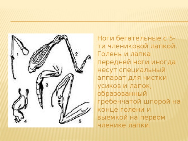 Ноги бегательные с 5-ти члениковой лапкой. Голень и лапка передней ноги иногда несут специальный аппарат для чистки усиков и лапок, образованный гребенчатой шпорой на конце голени и выемкой на первом членике лапки. 