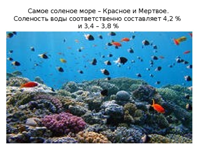 Самое соленое море – Красное и Мертвое. Соленость воды соответственно составляет 4,2 % и 3,4 – 3,8 % 