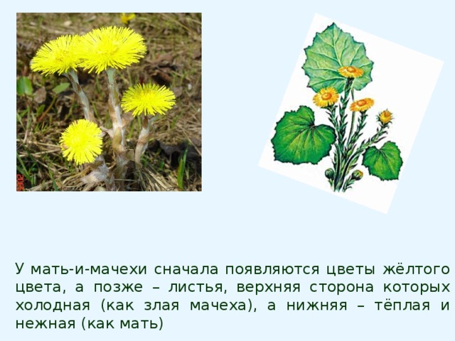 У мать-и-мачехи сначала появляются цветы жёлтого цвета, а позже – листья, верхняя сторона которых холодная (как злая мачеха), а нижняя – тёплая и нежная (как мать) 