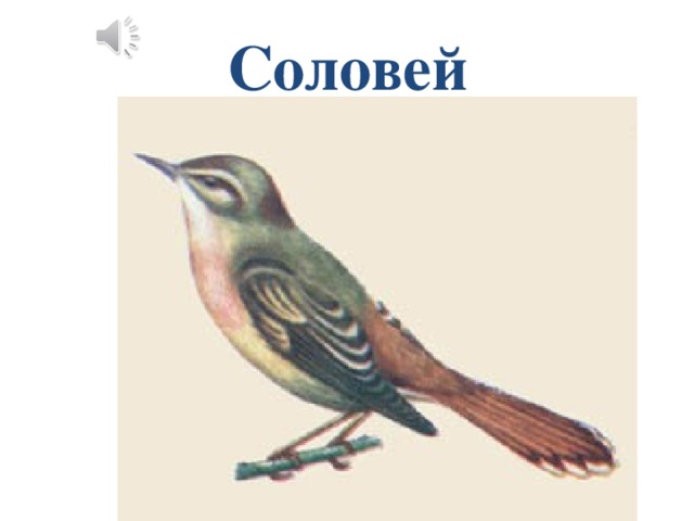 Соловей 