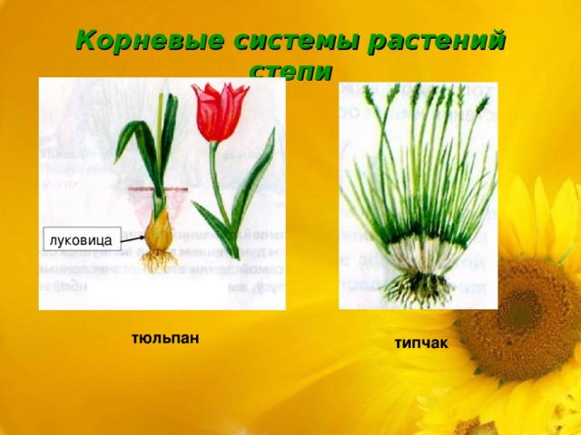 Корневые системы растений степи луковица  тюльпан  типчак 