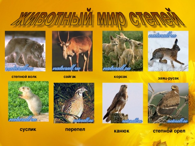 корсак сайгак степной волк заяц-русак суслик перепел канюк степной орел 