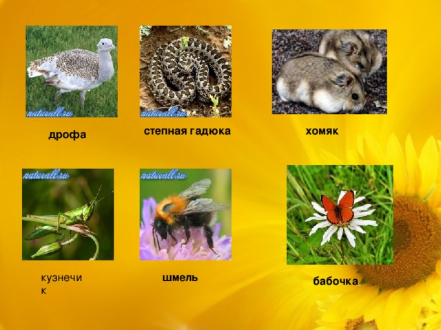 степная гадюка хомяк дрофа кузнечик шмель бабочка 